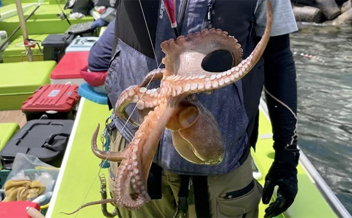 東京湾で船中マダコ100杯超え！【横内丸】金沢八景沖をエギタコ釣りで探る