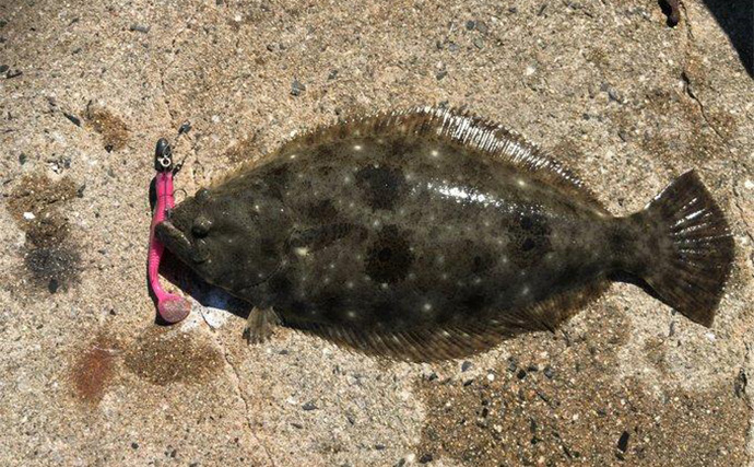 秋の陸っぱりルアーヒラメ釣りにワームがオススメな理由　実績ワーム5選も紹介