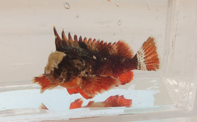 磯での生き物採集の【ルール・マナー・安全対策】を徹底解説　海藻には要注意？