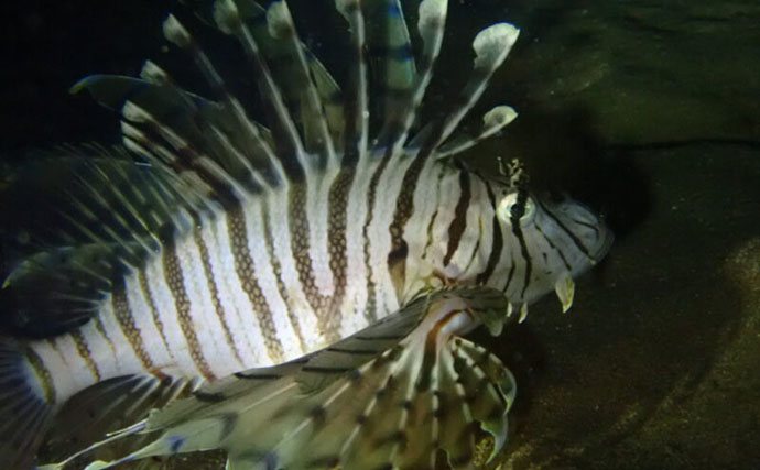 水中で魚を撮影するなら昼よりも夜がオススメな理由　魚に近づきやすいくなるから？