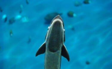 コバンザメの吸着力を利用して大型魚介を獲る　謎多き「コバンザメ漁」とは…