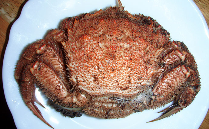 毛深くて可愛いけど絶対に食べてはいけない＜ケブカガニ＞　有毒カニは爪先が黒い？