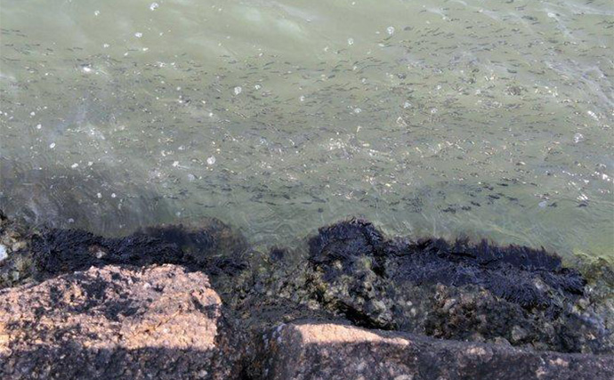 「ヒラメ連発も夢じゃない！」 秋の陸っぱりルアーヒラメ釣り徹底攻略法