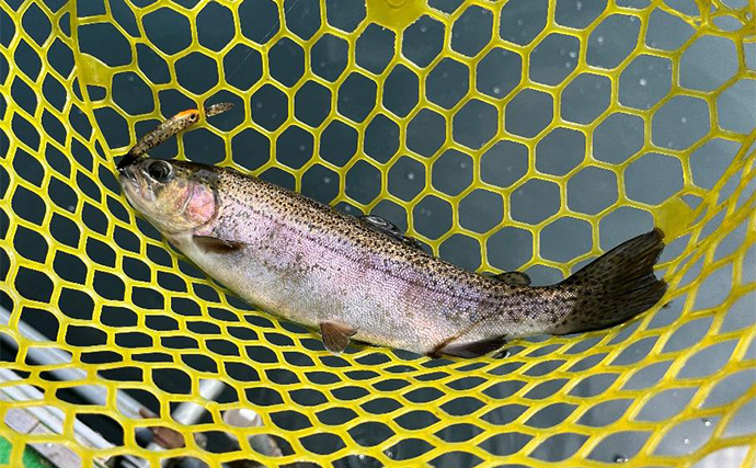 「ニジマス親子丼を堪能！」エリアトラウト釣行でニジマス42匹手中【滋賀・醒井養鱒場】