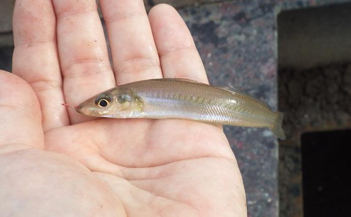 海老川河口のハゼ釣りでマハゼ16匹【千葉】釣れるポイントは限定的か？
