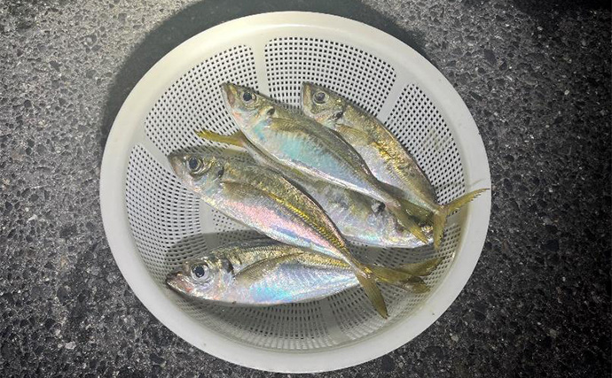 「2025年アジングカップ淡路島大会」で優勝！【兵庫】予選2位通過から劇的V