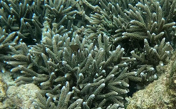 磯での生き物採集の【ルール・マナー・安全対策】を徹底解説　海藻には要注意？