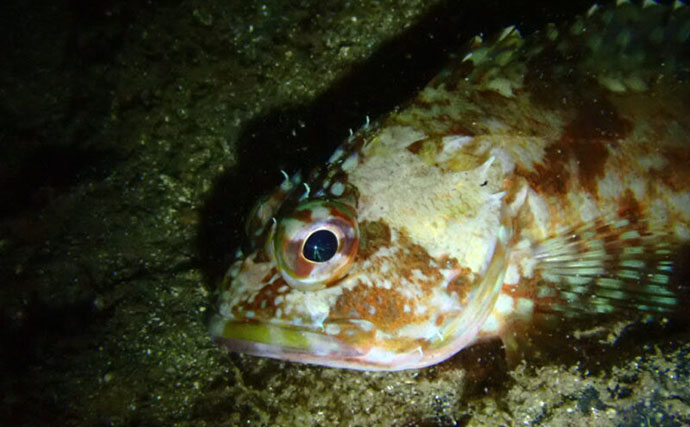 水中で魚を撮影するなら昼よりも夜がオススメな理由　魚に近づきやすいくなるから？