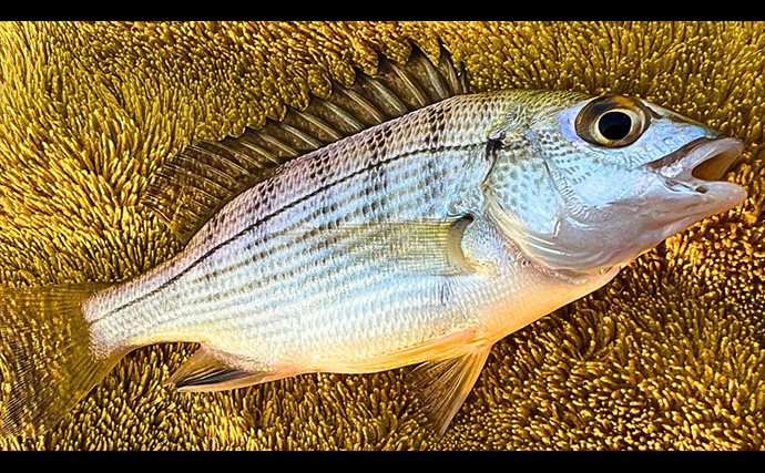 チョイ投げハゼ釣りで本命にキス好捕【新潟・関川】キビレとヒイラギの猛攻に苦戦