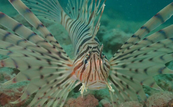 水中で魚を撮影するなら昼よりも夜がオススメな理由　魚に近づきやすいくなるから？