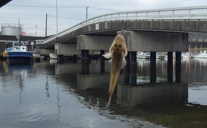 海老川河口のハゼ釣りでマハゼ16匹【千葉】釣れるポイントは限定的か？