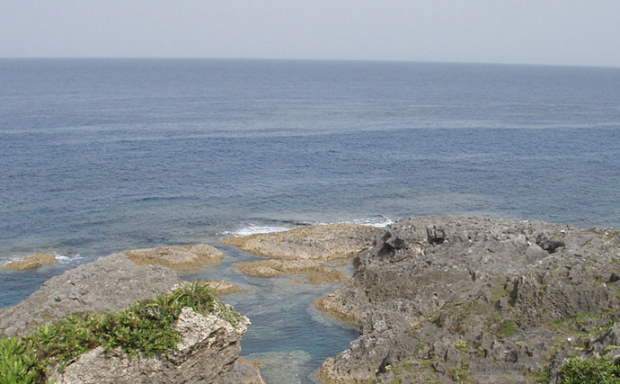 磯での生き物採集の【ルール・マナー・安全対策】を徹底解説　海藻には要注意？