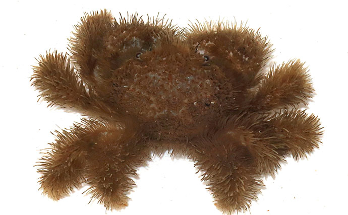 毛深くて可愛いけど絶対に食べてはいけない＜ケブカガニ＞　有毒カニは爪先が黒い？