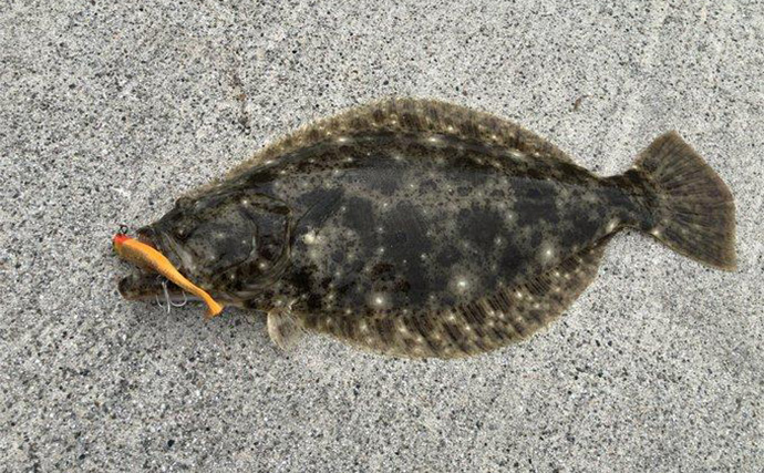 秋の陸っぱりルアーヒラメ釣りにワームがオススメな理由　実績ワーム5選も紹介