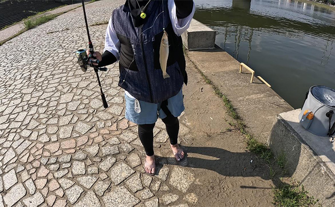 チョイ投げハゼ釣りで本命にキス好捕【新潟・関川】キビレとヒイラギの猛攻に苦戦