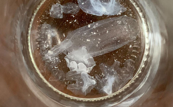 海で手に入れた生き物を＜液浸標本＞にしてみよう！　必要な道具と手順を説明