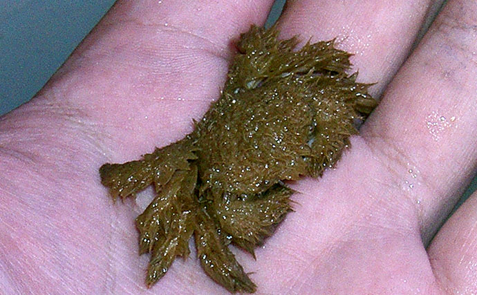 毛深くて可愛いけど絶対に食べてはいけない＜ケブカガニ＞　有毒カニは爪先が黒い？