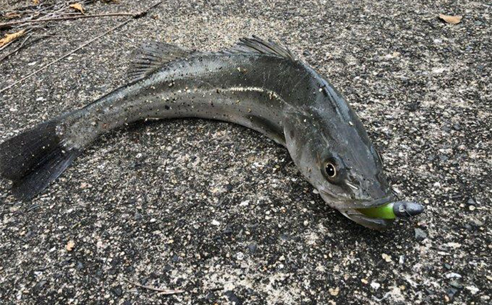 秋の陸っぱりルアーヒラメ釣りにワームがオススメな理由　実績ワーム5選も紹介