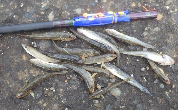海老川河口のハゼ釣りでマハゼ16匹【千葉】釣れるポイントは限定的か？