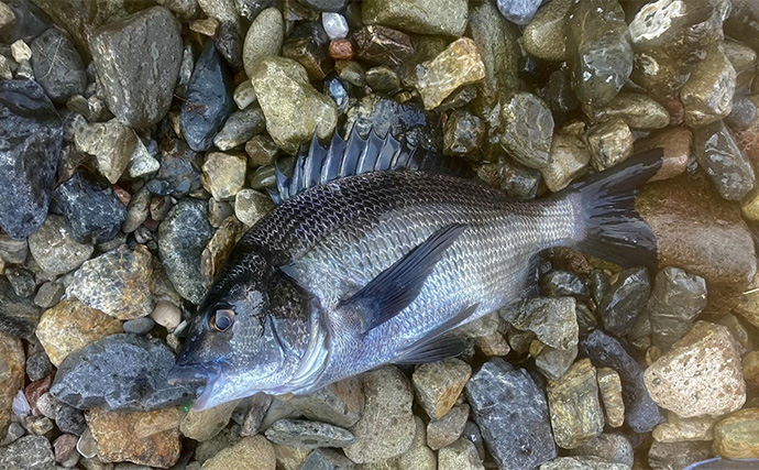 「キャッチ率70％越え？」クロダイを確実に釣りたいなら【カニジグヘッド釣法】がオススメ！