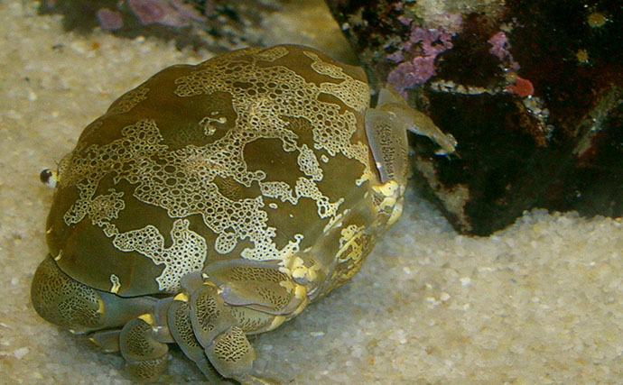 毛深くて可愛いけど絶対に食べてはいけない＜ケブカガニ＞　有毒カニは爪先が黒い？