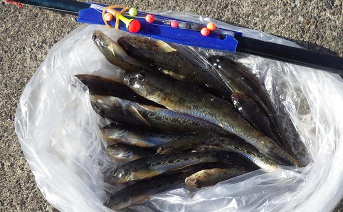 陸っぱりハゼ釣りで14cm級頭に17匹を手中【千葉・江戸川河口】大きめ針のご用意を