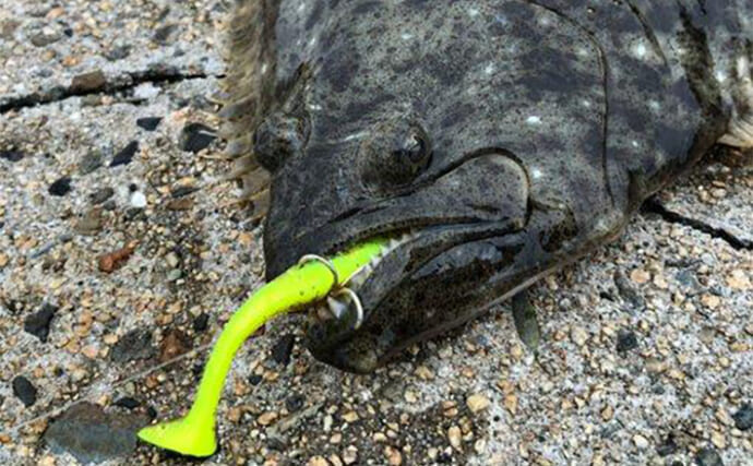 秋の陸っぱりルアーヒラメ釣りにワームがオススメな理由　実績ワーム5選も紹介