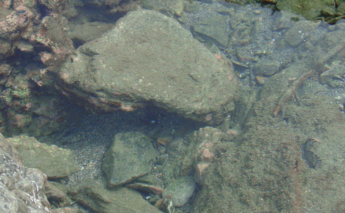 磯での生き物採集の【ルール・マナー・安全対策】を徹底解説　海藻には要注意？