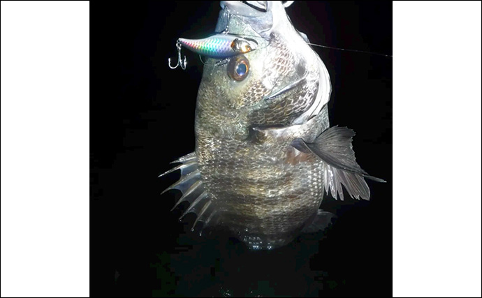 「9月は好調！」東京湾奥河川でシーバスにクロダイ連打【神奈川】コツン＆平打ちに好反応