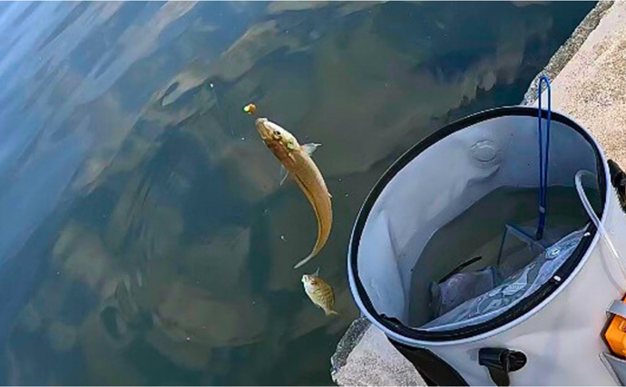 チョイ投げハゼ釣りで本命にキス好捕【新潟・関川】キビレとヒイラギの猛攻に苦戦