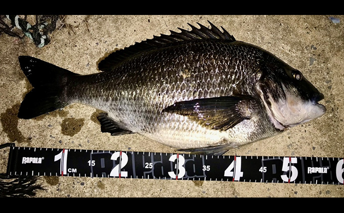 「キャッチ率70％越え？」クロダイを確実に釣りたいなら【カニジグヘッド釣法】がオススメ！