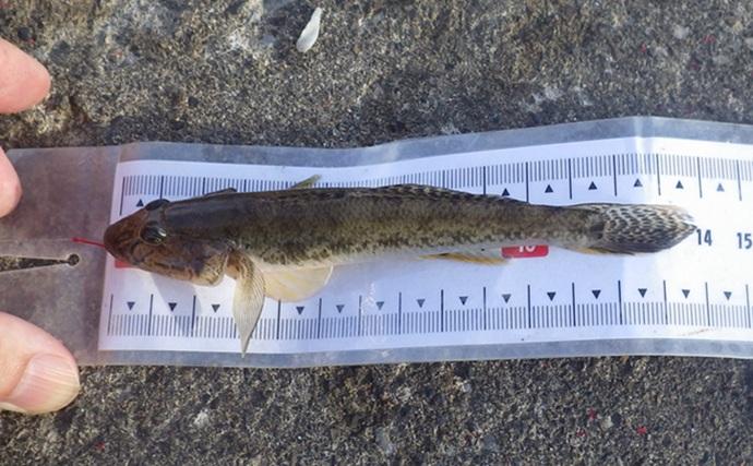 陸っぱりハゼ釣りで14cm級頭に17匹を手中【千葉・江戸川河口】大きめ針のご用意を