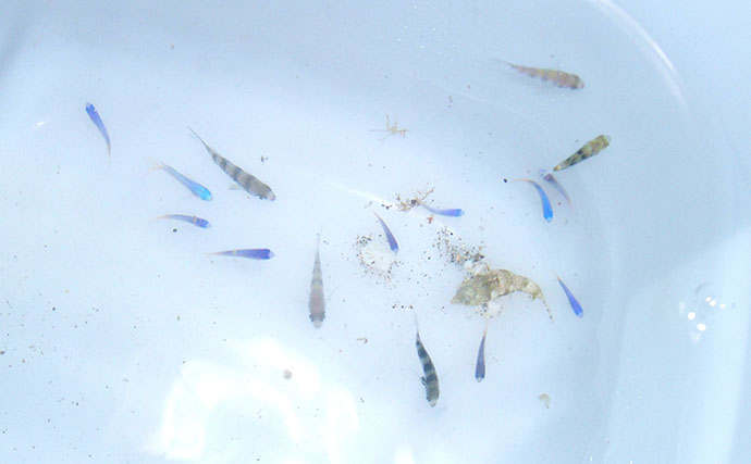 磯での生き物採集の【ルール・マナー・安全対策】を徹底解説　海藻には要注意？