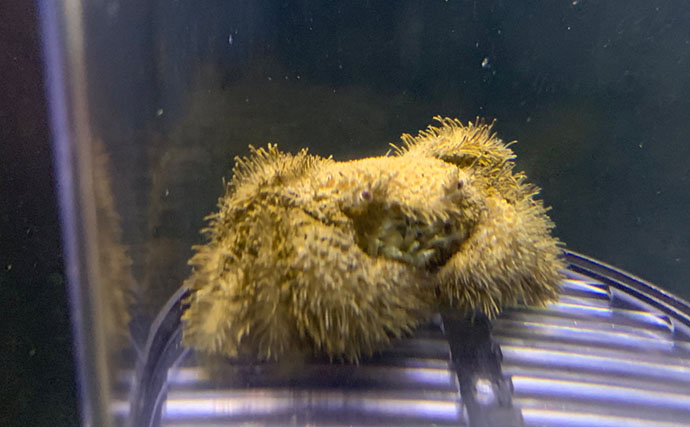 毛深くて可愛いけど絶対に食べてはいけない＜ケブカガニ＞　有毒カニは爪先が黒い？