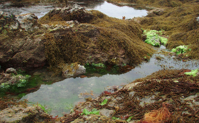 磯での生き物採集の【ルール・マナー・安全対策】を徹底解説　海藻には要注意？