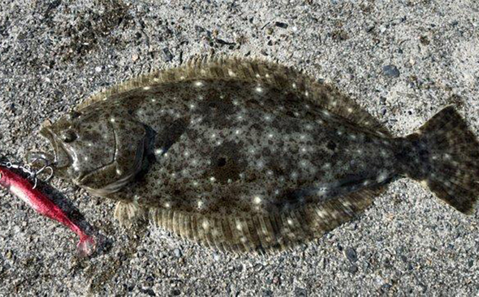 秋の陸っぱりルアーヒラメ釣りにワームがオススメな理由　実績ワーム5選も紹介