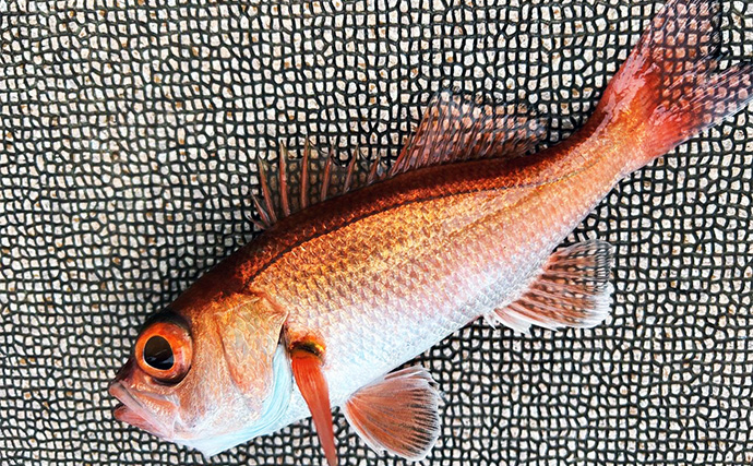 アカムツ釣りで本命続々！【富山・大将軍丸】誘いやハリスの長さ調整でアタリ引き出す