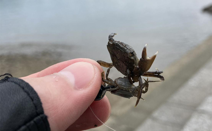 「キャッチ率70％越え？」クロダイを確実に釣りたいなら【カニジグヘッド釣法】がオススメ！