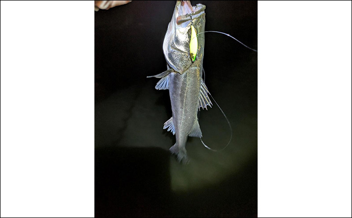 「9月は好調！」東京湾奥河川でシーバスにクロダイ連打【神奈川】コツン＆平打ちに好反応