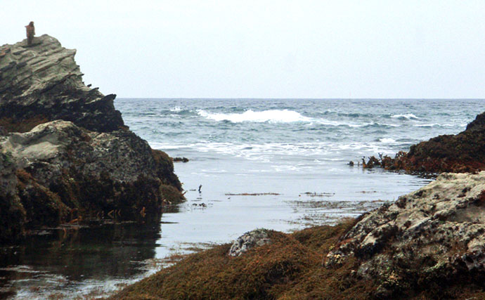 磯での生き物採集の【ルール・マナー・安全対策】を徹底解説　海藻には要注意？