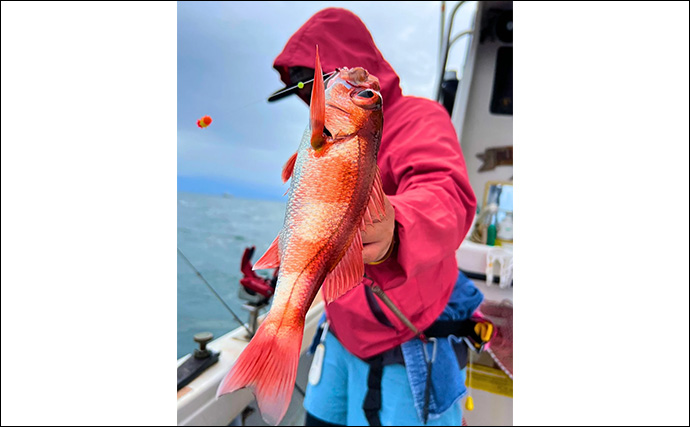 アカムツ釣りで本命続々！【富山・大将軍丸】誘いやハリスの長さ調整でアタリ引き出す