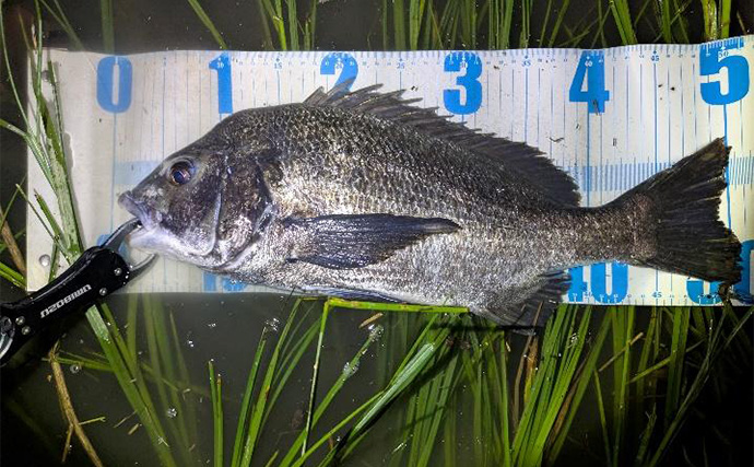 「9月は好調！」東京湾奥河川でシーバスにクロダイ連打【神奈川】コツン＆平打ちに好反応