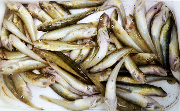 長洲港＆桂川河口のちょい投げ釣りでハゼ135尾達成【大分】夫婦で爽快な束釣りを満喫