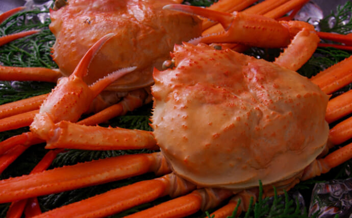 カニは生物の最終形態？　「カニになっていく甲殻類」と「カニから離れていく甲殻類」