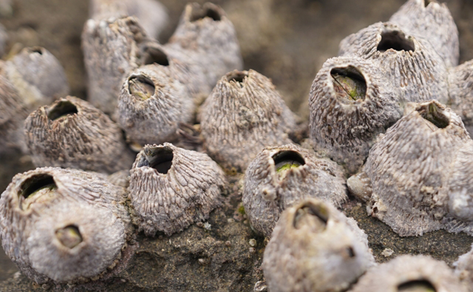 カニは生物の最終形態？　「カニになっていく甲殻類」と「カニから離れていく甲殻類」