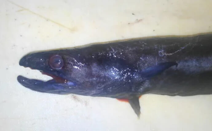 ウナギを超えるアブラギッシュな魚を発見　深海の新名物「黒ハモ」を食べてみた