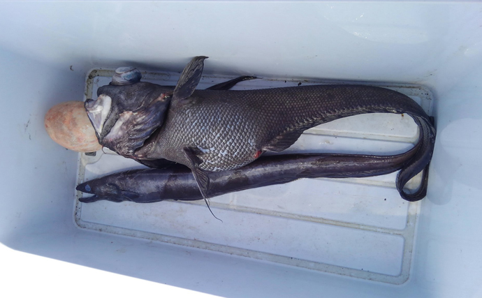 ウナギを超えるアブラギッシュな魚を発見　深海の新名物「黒ハモ」を食べてみた