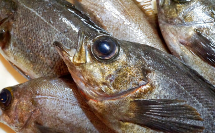 「メバルじゃないメバルに魚ですらないカサゴ」　呼ばれ方で勘違いされやすい生き物たち