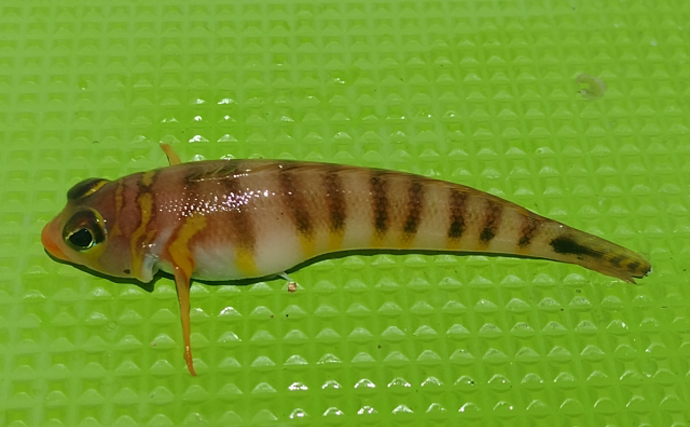 「メバルじゃないメバルに魚ですらないカサゴ」　呼ばれ方で勘違いされやすい生き物たち