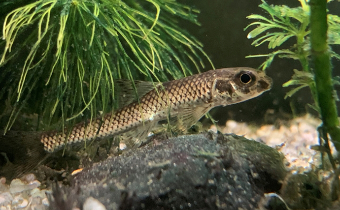 「メバルじゃないメバルに魚ですらないカサゴ」　呼ばれ方で勘違いされやすい生き物たち